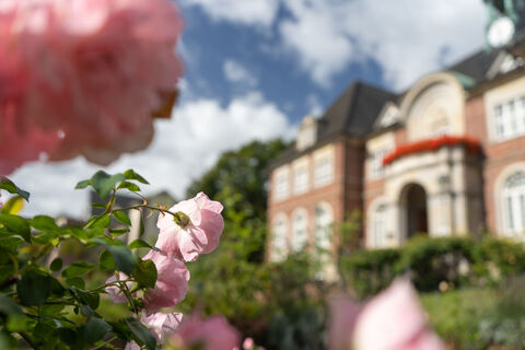 Rosen vor dem Ritterhuder Rathaus
