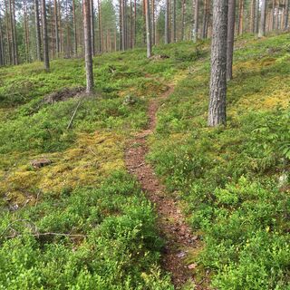 Vilkaharju Naturpfad Kiefernwald