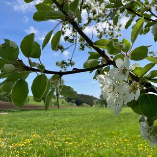 Blühende Bäume entlang des Fröschlauweges