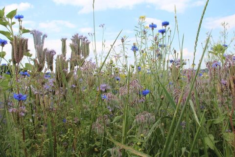 Blumenwiese