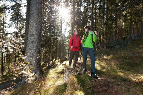 Waldreichtum der Steiermark