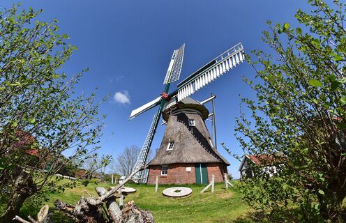 Die Berdumer Mühle