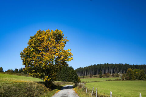 Wanderweg im Herbst