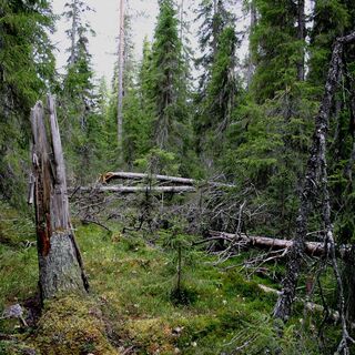 Altbestandener Wald