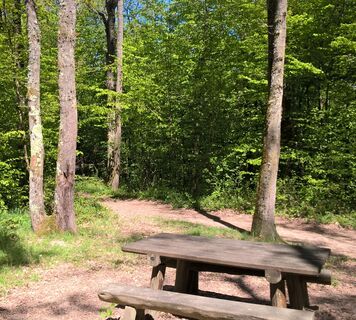 Wald von La Flachère