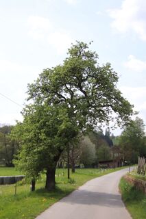 Zdjęcie z Günter Kleutsch wzdłuż trasy