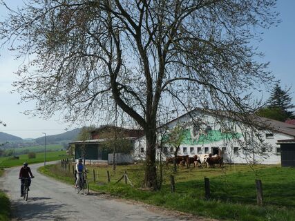 Kühe in Niedeck