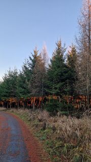 Foto de Elisabeth Rossa a lo largo del recorrido