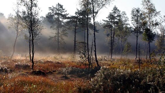 Morgenstimmung im Naturpark Heidenreichsteiner Moor