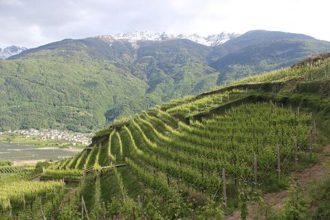 Weinberge, Orobie im Hintergrund