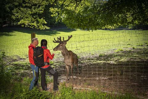 Zwei Wanderer füttern einen Hirsch im Tierpark Donsbach