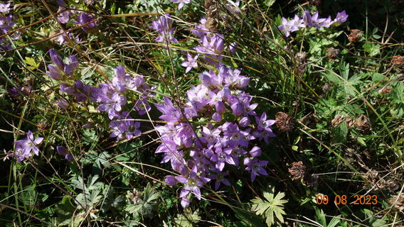 Flora