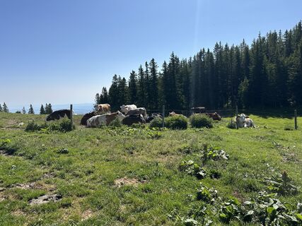 Foto från Luca Pirker under resans gång