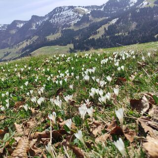 Blick von der Fluh zur Nagelfluhkette