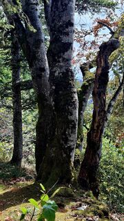 Fotografija s spletne strani Elisabeth Vonarburg na poti