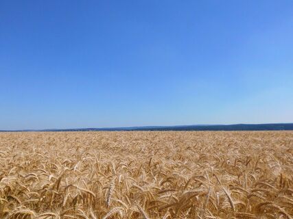 Blick über ein Feld auf der Haar