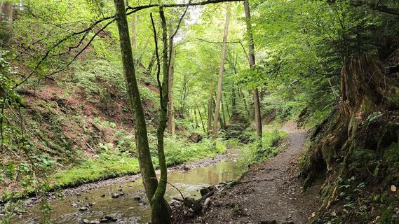 Zdjęcie z WilliSt wzdłuż trasy