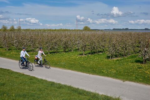 Radfahrer an der Elbe zur Blütezeit