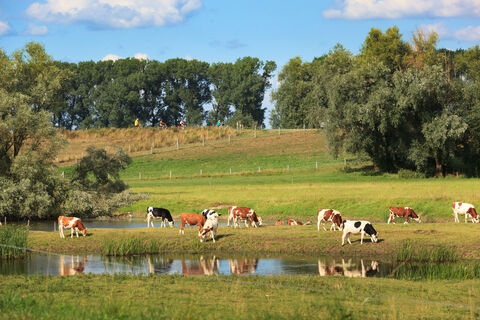 Kühe Ooijpolder
