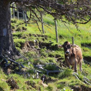 Schumpen bei der Dinserhütte