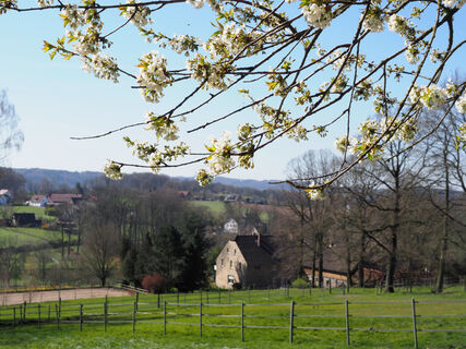 Kirschblüte im Hüggel
