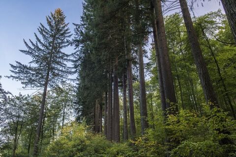 Sauerland-Seelenort Himmelssäulen
