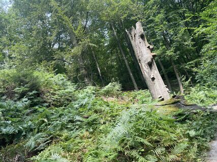 Photo de Jens le long du parcours