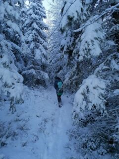 Durch den winterlichen Wald mit Schneeschuhen