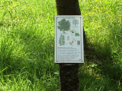 Infotafel Baumlehrpfad Salzgitter-Gebhardshagen