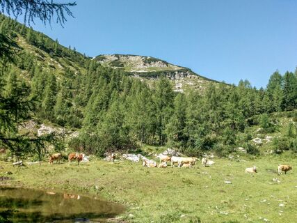 viele Almen beim Abstieg nach Rotmoos