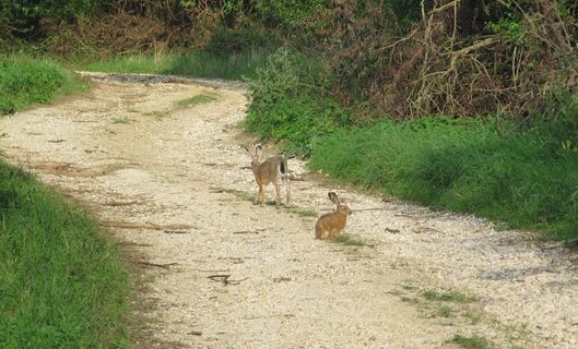 Landesbunnys am Rübensteig