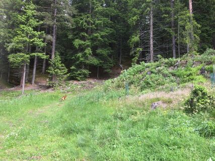 Beginn Goglesalm1.JPG