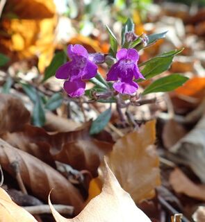 Flora