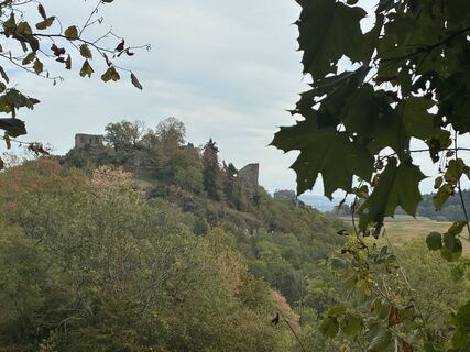Foto von Wanderelch entlang der Tour