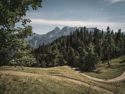 kurz vor dem Ziel auf dem Forstweg