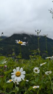 Fotografija s spletne strani Klaus Lehner na poti