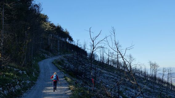 Entlang der Waldstraße über die Hänge, abgebrannt bei einem großen Brand im Jahr 2022.