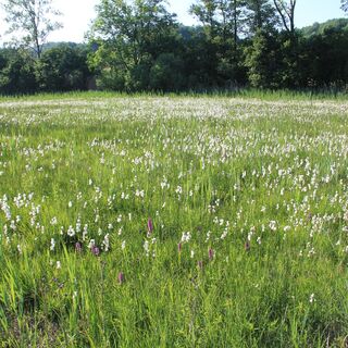 Pfeifengraswiesen mit blühendem Wollgras und fleischfarbenem Knabenkraut