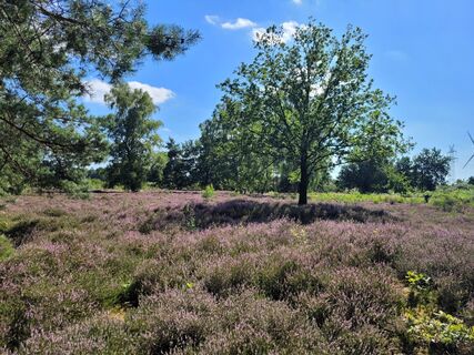 Grabhügel in der Goldbecker Heide