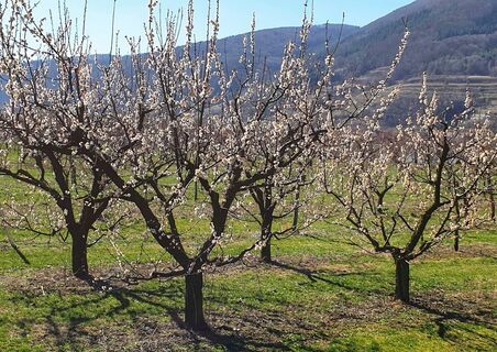 Blühende Marillenbäume in der Wachau