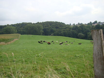 Weide in Schiefelbusch