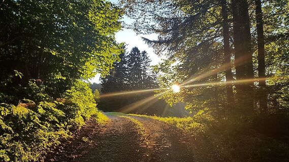 Schöne Abendstimmung im Rotenbergwald