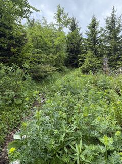 Photo de Renate Spitzl le long du parcours