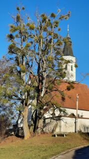 Zemljevid