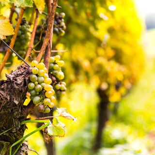 Weingut Karnburg