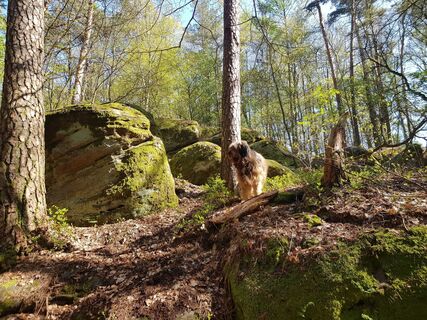 Fotografija s spletne strani Rotti Horrolt na poti