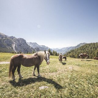 Pferde auf den Wiesen im Val Algone