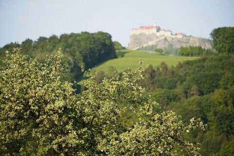 Blick durch Obstgärten zur Riegersburg