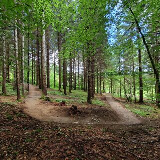 Sidegartner Trail T44