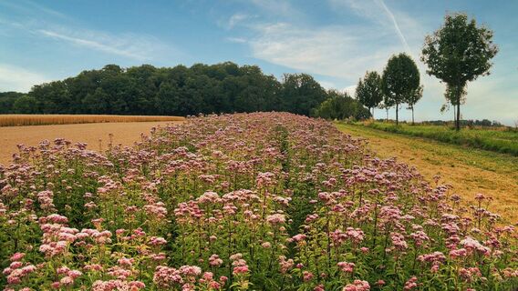 Blumenfeld bei Raboldshausen am Kochersteig